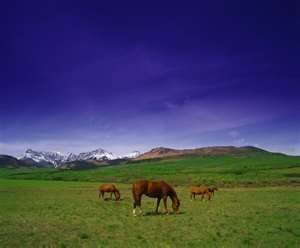 horses peacefully grazing in a country meadow